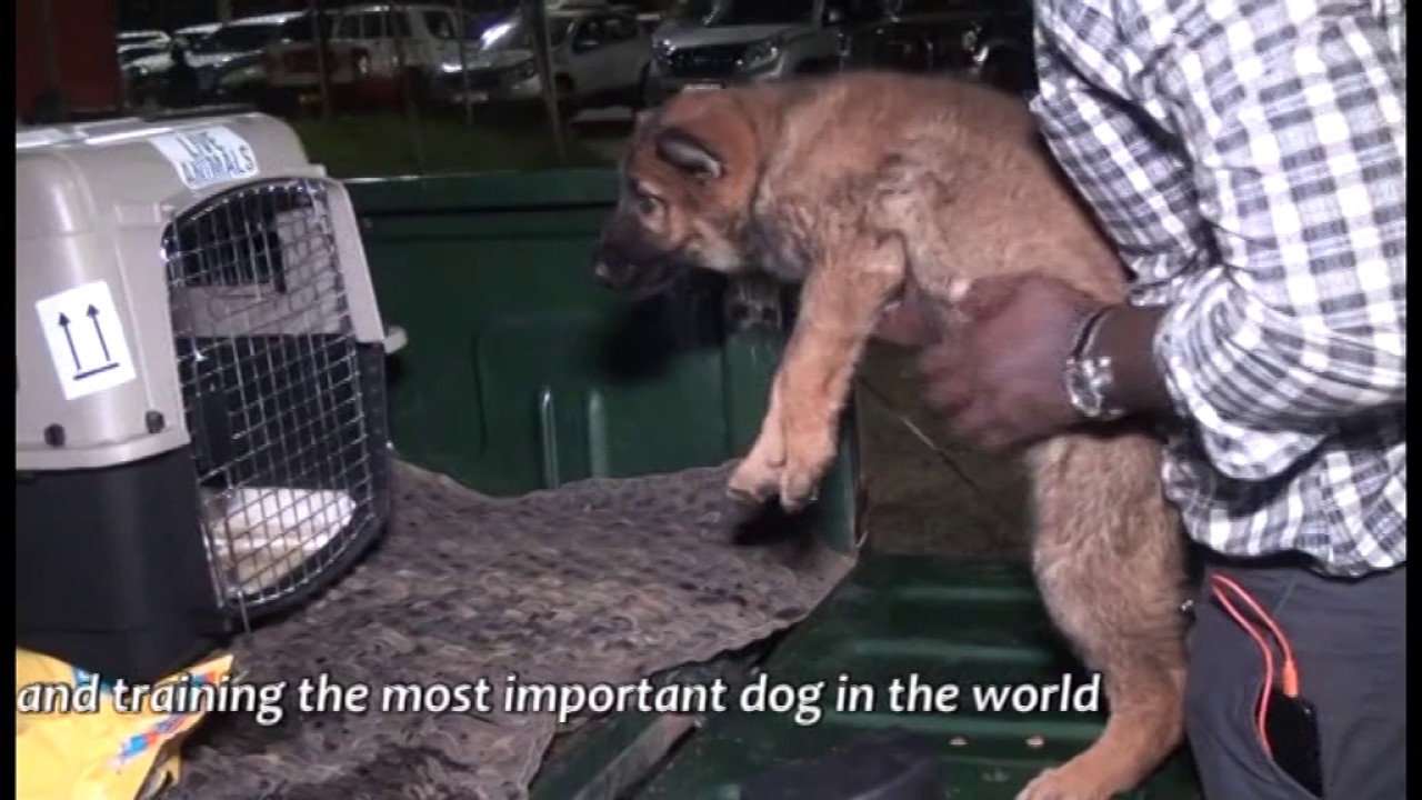 Sheba Arrives at NMF Kennels in Uganda